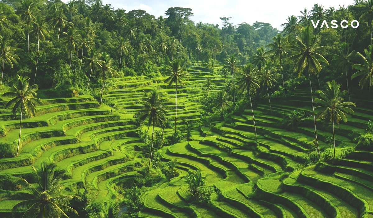 Prachtig uitzicht op de met palmbomen omgeven, levendig groene rijstterrassen van Tegallalang op Bali.